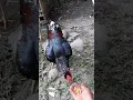 Leher pendek keras pukulan pedas usia 8 bulan ayam jago klasik silangan