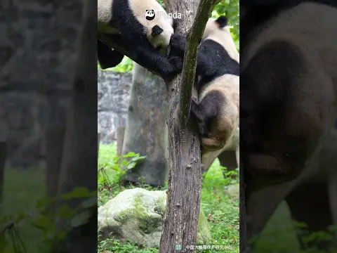 Epic Tree Battle: Round Two | iPanda #shorts
