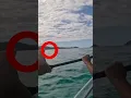 Download Lagu Mom and dad almost got attacked by a shark while kayaking #shorts