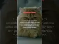 Download Lagu KUCING CEMBURU : FAKTA MENARIK TENTAN KECEMBURUAN DALAM DUNIA KUCING