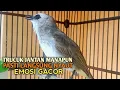 Download Lagu Trucuk BETINA memanggil Jantan Suara Birahi Ngecuplik 100% pancingan trucukan gacor agar BUNYI EMOSI