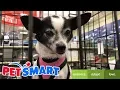 PetSmart Dog Adoption
