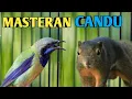 Lagu MASTERAN CUCAK CUNGKOK CANDU ISIAN TUPAI