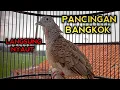 Download Lagu AMPUH UNTUK PANCINGAN PERKUTUT BANGKOK GACOR 100% LANGSUNG PADA NYAUT
