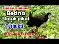 Download Lagu SUARA PIKAT BURUNG RUAK RUAK BETINA MEMANGGIL JANTAN SUPER AMPUH 