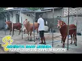 Download Lagu Satu satunya sapi kerap perwakilan Ketapang KAB Sampang peraih tiket Piala Presiden 2025