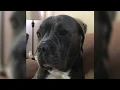 ADOPTED - Dakota