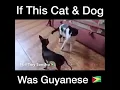 Lagu Guyanese cat vs Guyanese dog