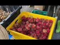 Kaimu farmers market