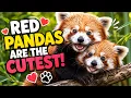 Cutest Red Panda Moments Ever Funny Adorable Red Pandas Compilation