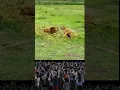 Download Lagu Harimau vs Singa ‼️ Siapa yang menang ⁉️ #shorts #lion #trending #wildlife #shortvideo #viralvideo