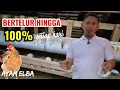 Fakta Mencengangkan !!! Kemampuan Ayam Kampung Petelur menghasilkan Telut setiap hari