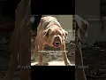 Download Lagu Loyal Dog Abandoned to Become King of Dogs, Leads Army of Dogs in Revenge Against Humans #movie