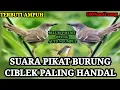 Download Lagu Suara pikat burung ciblek paling handal 100% anti zong‼️