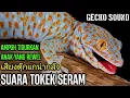 Download Lagu SUARA TOKEK SERAM, เสียงตุ๊กแกน่ากลัว, SUARA TOKEK PENGANTAR TIDUR, GECKO SOUND