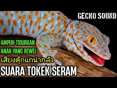 Download MP3 SUARA TOKEK SERAM, เสียงตุ๊กแกน่ากลัว, SUARA TOKEK PENGANTAR TIDUR, GECKO SOUND