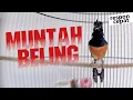 Download Lagu GAK PAKE LAMA Murai Batu APAPUN jadi MUNTAH BELING dan GACOR dengan murai Bongkar Isian ini