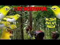 Download Lagu GiLaa Ke Ganasan Rombongan Burung Pleci