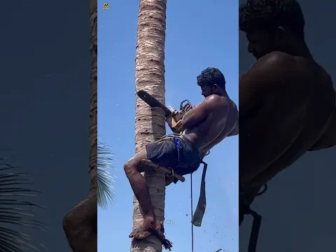 Never make this mistake while cutting a tree #shorts​