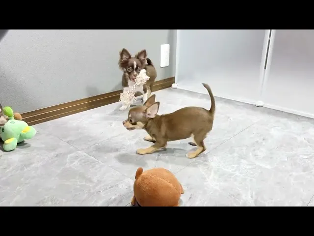 動画