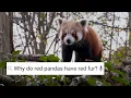 Are Red Pandas Friendly Weird Animal Searches BBC Earth