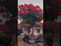 Download Lagu Red rose flowers trees (17/5)