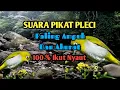 Download Lagu Suara Pikat Pleci Paling Ampuh Dan Akurat