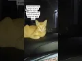 Download Lagu Kucing Mesir Viral | Nyobain Sound Seruling Mesir Kuno #shorts #kucingmesir #suarakucingmesir