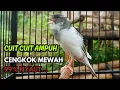 Download Lagu KENARI GACOR  Cuit CUIT BIRAHI SUARA Kenari MASTERAN TERBAIK UNTUK PANCINGAN \u0026 MASTERAN Kenari PAUD MP3