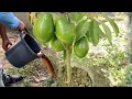 Download Lagu Ya no esperes años para tener aguacate cargado de frutos |aplica este poderoso fertilizante