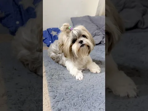 Aap Utho Bistar Se | LockUp | Daisy | Shihtzu | Vaishnavi More | DancingDoll