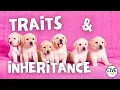 Traits and Inheritance for Kids 3rd Grade NGSS Unit Introduction