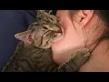 Download Lagu When Cat Showing Their Love to Their Human by Their Cute Way
