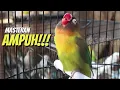 Download Lagu Masteran lovebird konslet ! Ampuh !!