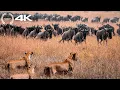 Download Lagu Animais Selvagens | TRILHAS DE SOBREVIVÊNCIA - Migrações Não Contadas da Savana Selvagem
