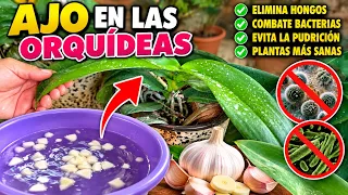🚨 ¡CUIDADO CON LA PUDRICIÓN! 😱 El remedio de AJO que debes conocer para tus ORQUÍDEAS