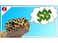How to Setup an Inexpensive Leopard Gecko Enclosure
