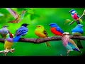 Download Lagu Prachtige vogelgeluiden | Prachtige vogels in de wereld