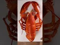 Lagu How to Breakdown a Lobster