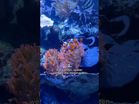 Clownfische können ihr Geschlecht wechseln? 😦 | 3 schnelle Fakten über Clownfische 🧡
