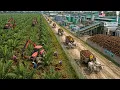 How Did Malaysia Grow Rich From Palm Oil Plantations That Feed the World