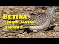 Download Lagu perkutut betina bikin perkutut jantan emosi