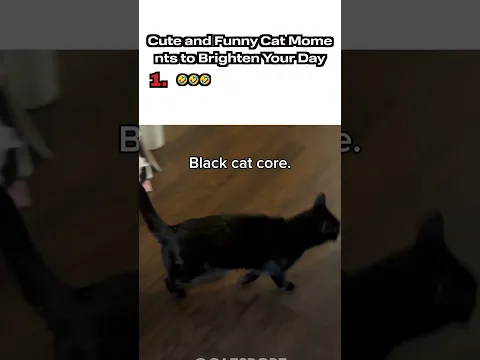 Cute and Funny Cat Moments to Brighten Your Day