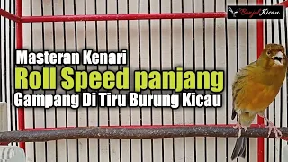 Download Suara Kenari Gacor - Masteran Kenari Gacor Roll Panjang MP3