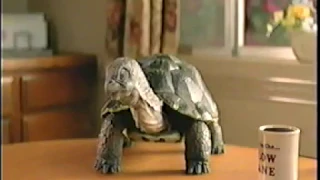 The Slowsky s- Plus One Commercial June 2011-Talking Turtles