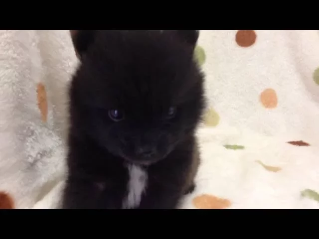 動画