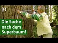 Download Lagu Sind Buche, Zeder oder Paulownia Bäume der Zukunft im Wald? | Klimawandel | Unser Land | BR