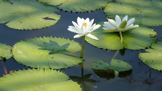 فيديوهات من الطبيعة مناظر طبيعية بدون حقوق و بدون صوت للتصاميم اشتركو بليز وصلوني ل100kمشترك 