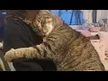 Cats are more affectionate than you might think