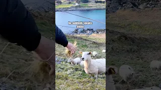 Imposter! 😂 catch their full convo in our new video #sheep #norway #funny